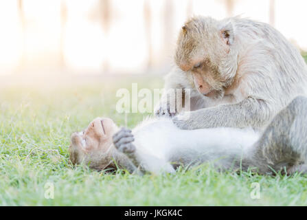 Singe mâle avec femelle tique trouver monkey on grass Banque D'Images