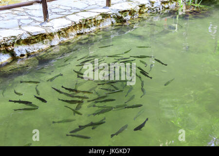 L'École de poissons truite dans la rivière Banque D'Images