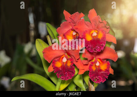 Orchidée Cattleya orange fleur avec du soleil en matinée Banque D'Images