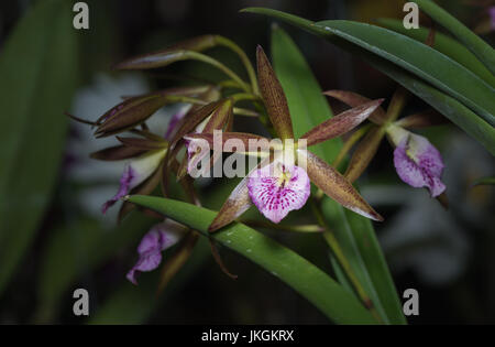 Belle Orchidée dendrobium rose fleur sur fond noir, selective focus Banque D'Images