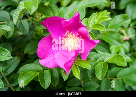 Églantier, dogrose fleur rose sur bush avec des feuilles vertes. la nature, l'arrière-plan. Banque D'Images