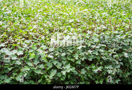 Boîte Bush dans le parc d'été. la nature, l'arrière-plan, la texture. Banque D'Images