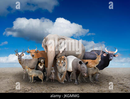 Groupe d'Asie animaux debout sur le terrain Banque D'Images