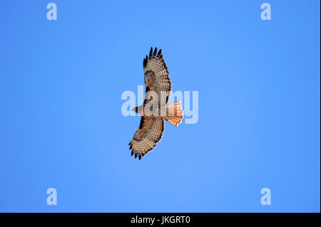 La buse à queue rousse, le parc national de Yellowstone, Wyoming, USA / (Buteo jamaicensis) | Rotschwanzbussard, Nationalpark Yellowstone, Wyoming, USA Banque D'Images