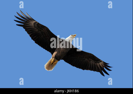 Pygargue à tête blanche, Florida, USA / (Haliaeetus leucocephalus) | Weisskopfseeadler, Florida, USA / (Haliaeetus leucocephalus) Banque D'Images