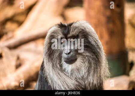 Singe hurleur avec de longs cheveux gris Banque D'Images