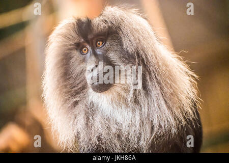 Singe hurleur avec de longs cheveux gris Banque D'Images