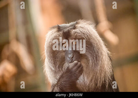 Singe hurleur avec de longs cheveux gris et de mordre les ongles comme s'inquiètent Banque D'Images