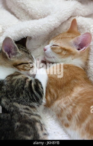 Deux chatons dormir ensemble et faisant face à l'autre Banque D'Images