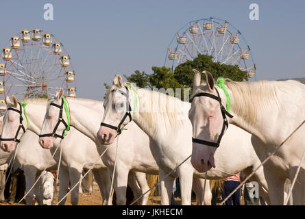 Rangée de white marwari etalons lors de l'Assemblée Pushkar Foire au Rajasthan, Inde. Banque D'Images