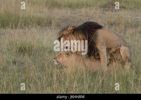 Lion en colère l'accouplement avec des femmes Banque D'Images