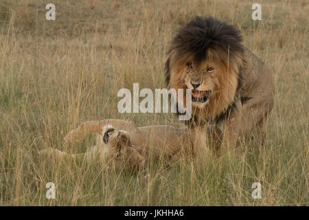 Lion en colère l'accouplement avec des femmes Banque D'Images