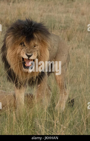 Lion en colère l'accouplement avec des femmes Banque D'Images