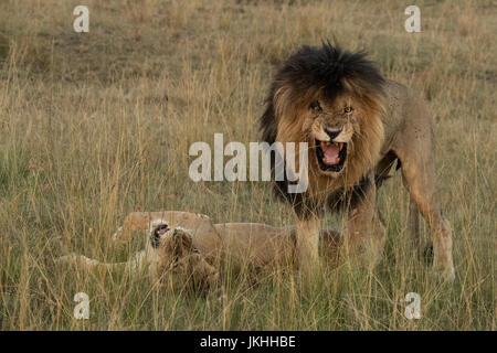 Lion en colère l'accouplement avec des femmes Banque D'Images