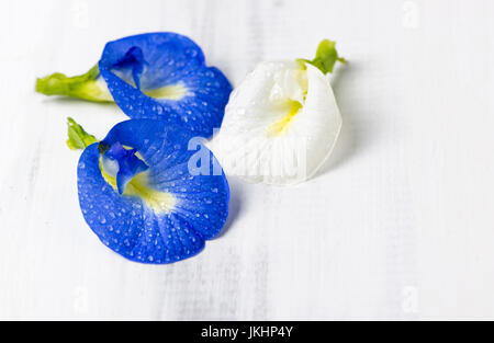 Papillon fleur de pois frais, Clitoria ternatea on white background Banque D'Images