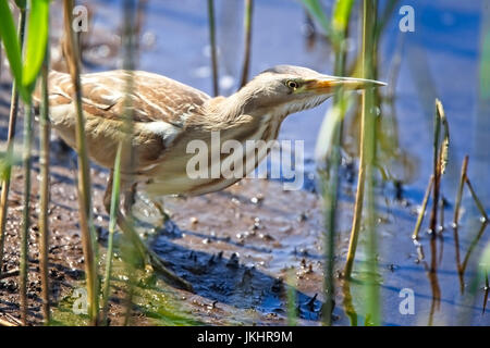 Blongios nain (Ixobrychus minutus), Landes, St Mary, Îles Scilly, Angleterre, Royaume-Uni. Banque D'Images