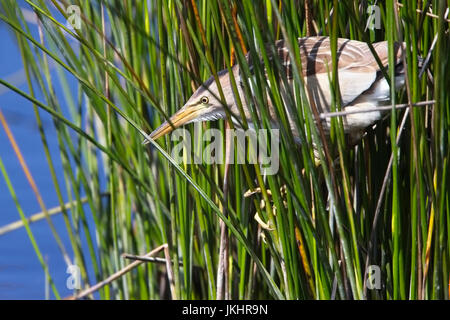 Blongios nain (Ixobrychus minutus) femelle adulte, perché dans les roseaux, Landes, St Mary, Îles Scilly, Angleterre, Royaume-Uni. Banque D'Images