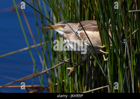 Blongios nain (Ixobrychus minutus) femelle adulte, perché dans les roseaux, Landes, St Mary, Îles Scilly, Angleterre, Royaume-Uni. Banque D'Images