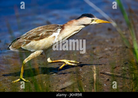 'Pressé', Blongios nain (Ixobrychus minutus), Landes, St Mary, Îles Scilly, Angleterre, Royaume-Uni. Banque D'Images