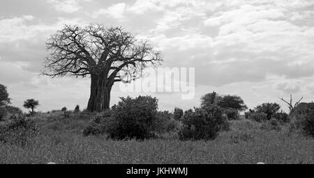 Baobab prises dans le parc national de Tarangire Banque D'Images