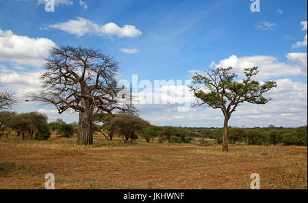 Baobab prises dans le parc national de Tarangire Banque D'Images