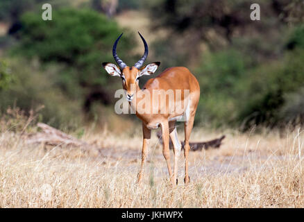 Majestic impala afrique Banque D'Images