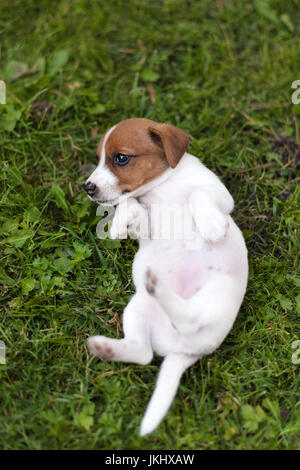 Jack Russell chien sur grass meadow. Petit chiot dans le parc, l'été Banque D'Images