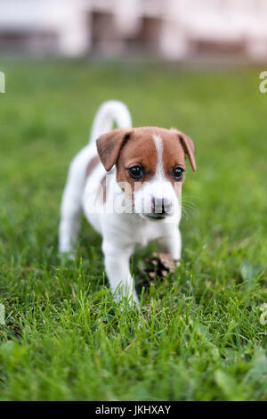 Jack Russell chien sur grass meadow. Petit chiot promenades dans le parc, l'été Banque D'Images