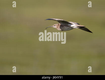 Courlis corlieu (Numenius phaeopus), Shetland, UK Banque D'Images