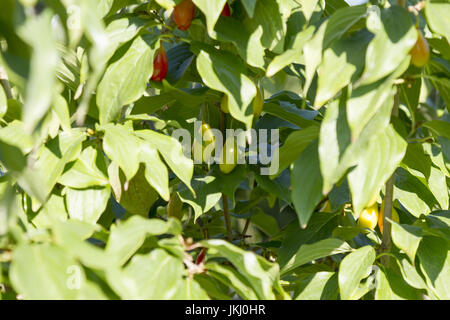 Fruit d'un arbre sur un cornouiller Banque D'Images