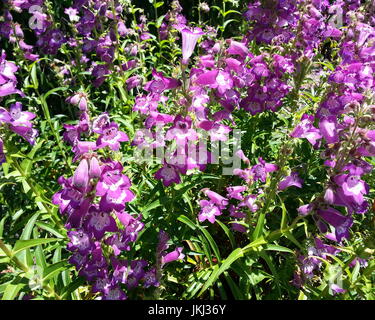 Bell-Shaped fleurs violet Banque D'Images