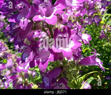 Bell-Shaped fleurs violettes Banque D'Images