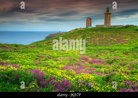 Superbe domaine couvert de fleurs sauvages, d'ajoncs jaune, violet heather et phare en arrière-plan, Cap Fréhel, Bretagne, France, Europe Banque D'Images