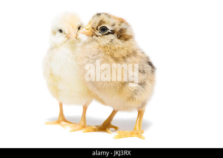 Deux poulets sur fond blanc, l'isolement, le village, l'été Banque D'Images