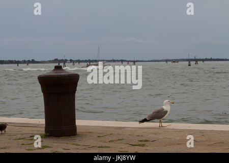 Seagull perché sur quai. Vice. Italie Banque D'Images