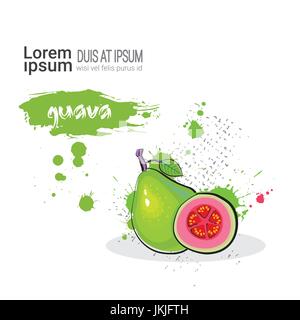 La main de goyave Fruits Aquarelle sur fond blanc avec copie Espace Illustration de Vecteur