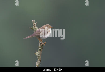 Trochilus Willow Warbler-Phylloscopus, perches sur le lichen covered. Uk Banque D'Images