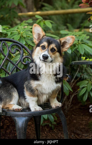 Tucker, à l'âge de six mois, un chiot Corgi, assis sur une chaise de patio en métal à Issaquah, Washington, USA Banque D'Images