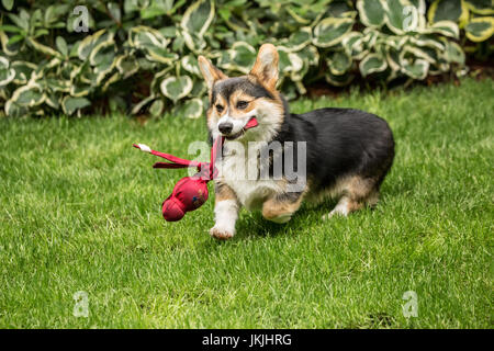 Tucker, à l'âge de six mois, un chiot Corgi, aller chercher son jouet qui vient d'être lancée pour lui, à Issaquah, Washington, USA Banque D'Images