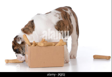 Chiot bouledogue avec une boîte en carton pleine d'ossements Banque D'Images