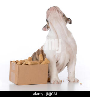 Chiot bouledogue avec une boîte en carton pleine d'ossements Banque D'Images