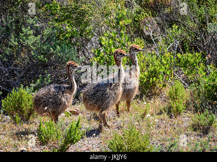 Trois Poussins d'autruches dans le sud de la savane africaine Banque D'Images