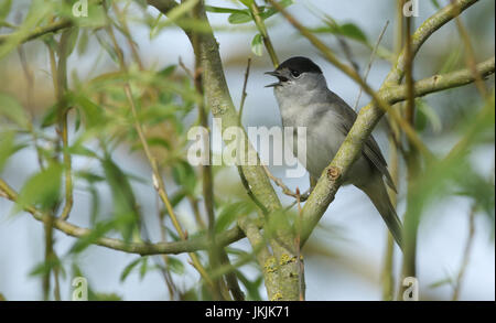 Un mâle chanteur Blackcap (Sylvia atricapilla) perché dans un arbre. Banque D'Images