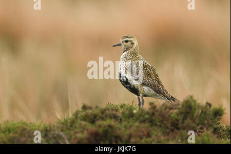 Un magnifique oiseau pluvier doré (Pluvialis apricaria) perché au sommet d'une croissance faible heather bush sur les Maures. Banque D'Images