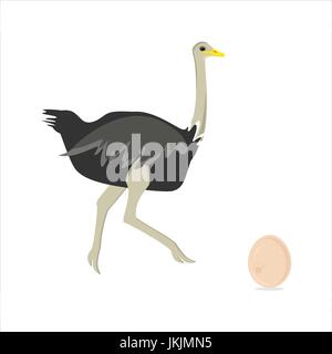 Vector illustration d'oiseaux africains en marche et œuf d'autruche autruche isolé sur fond blanc. Illustration de Vecteur