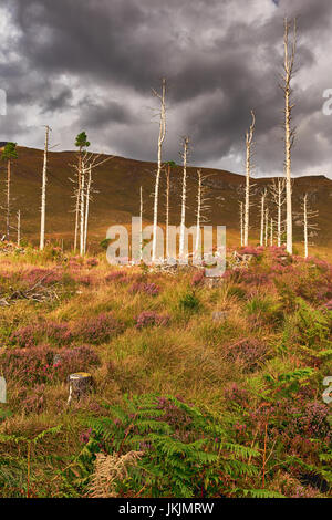 En bordure de l'A890 Paysage, près de Loch Dughaill. Banque D'Images