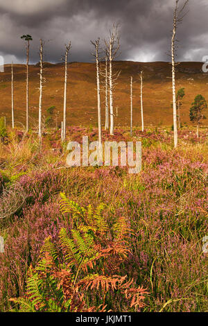 En bordure de l'A890 Paysage, près de Loch Dughaill. Banque D'Images