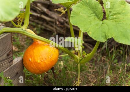 La croissance d'une citrouille hokaido dans le jardin. Les légumes traditionnels. Journée d'été à la ferme Banque D'Images