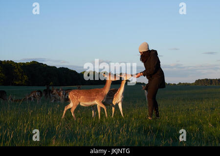 Troupeau de cerfs dans Phoenix Park, Dublin, Irlande Banque D'Images