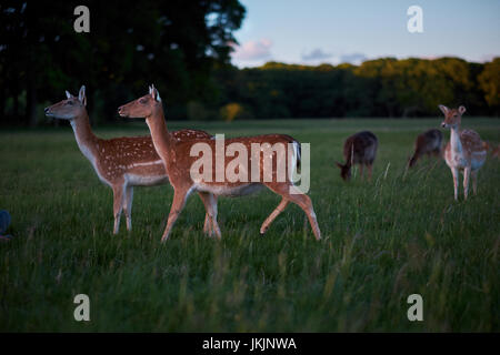 Troupeau de cerfs dans Phoenix Park, Dublin, Irlande Banque D'Images